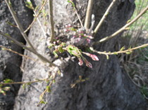 IMG_1747.JPG