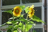 P1100700.jpg